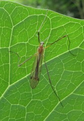 Dicranomyia