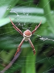 Argiope keyserlingi