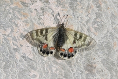 Parnassius charltonius