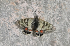 Parnassius charltonius