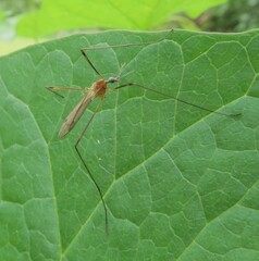 Dicranomyia