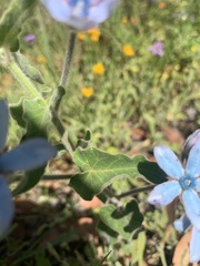 Oxypetalum coeruleum