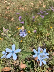 Oxypetalum coeruleum