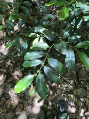 Diospyros australis