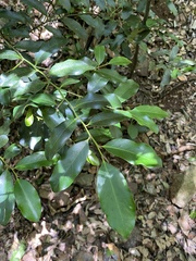 Diospyros australis
