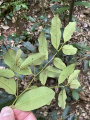 Diospyros australis