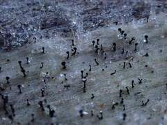 Mycocalicium subtile