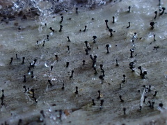 Mycocalicium subtile