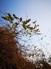 Ampelopsis aconitifolia