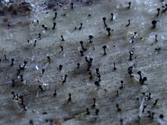 Mycocalicium subtile