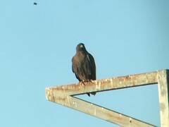Buteo jamaicensis