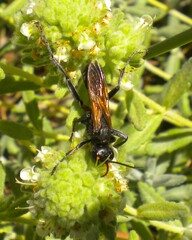 Prionyx subfuscatus