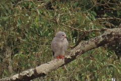 Kaupifalco monogrammicus
