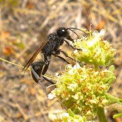 Prionyx subfuscatus