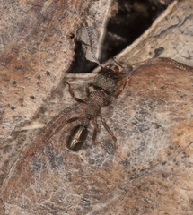 Rhytidoponera tasmaniensis