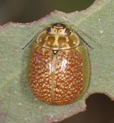 Paropsisterna decolorata