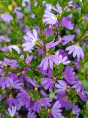 Scaevola aemula