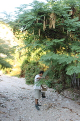 Albizia occidentalis