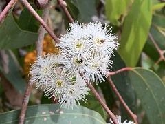 Eucalyptus radiata