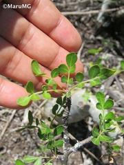 Burseraceae