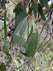Eucalyptus radiata