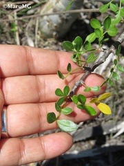 Burseraceae