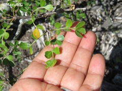 Burseraceae