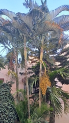 Dypsis lutescens