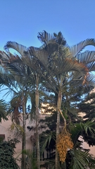 Dypsis lutescens