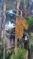 Dypsis lutescens