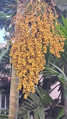 Dypsis lutescens
