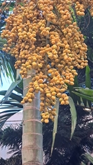 Dypsis lutescens