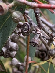 Eucalyptus radiata