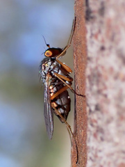 Dytomyia sordida