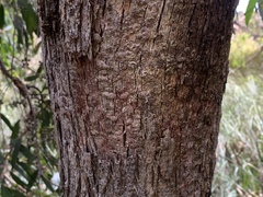 Eucalyptus radiata