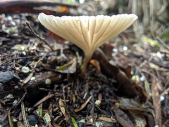 Porotheleaceae