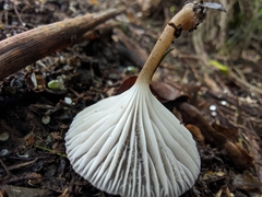 Porotheleaceae