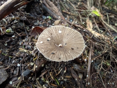 Porotheleaceae