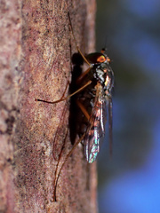 Dytomyia sordida