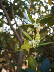 Osmanthus heterophyllus