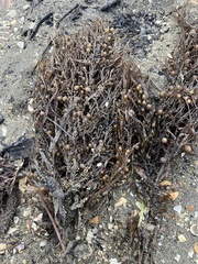Sargassum sinclairii