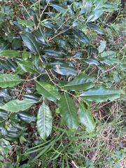 Diospyros fasciculosa