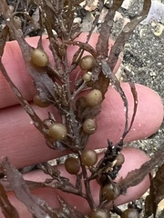 Sargassum sinclairii