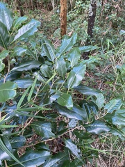 Diospyros fasciculosa