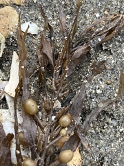 Sargassum sinclairii