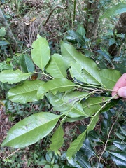 Diospyros fasciculosa
