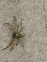 Diaea ambara