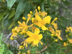 Hypericum canariense