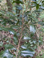 Diospyros fasciculosa