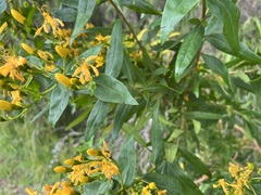 Hypericum canariense